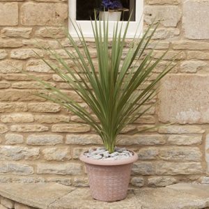 Cordyline australis