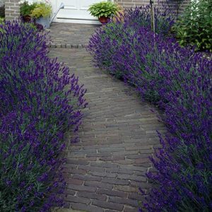 English Lavender Hidcote