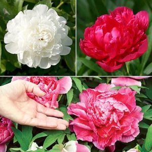 Hardy Peony Collection