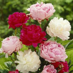 Hardy Peony Collection