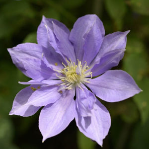 Large Flowered Clematis Mrs Cholmondeley