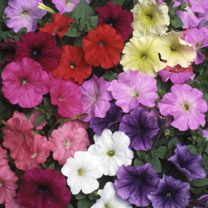 Petunia Frenzy Mix