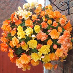 Trailing Begonia Illumination Apricot Shades