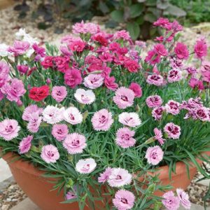 Dianthus Garden Pleasure Collection