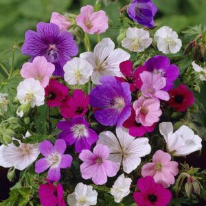 Hardy Geranium Collection