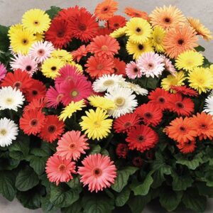 Bedding Gerbera Revolution mix