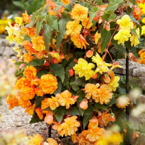 Begonia Apricot Shades Mix