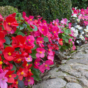 Begonia Sahara