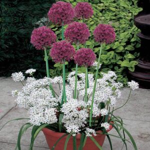 Blooming Fast Drop In Bulb Planter Allium Kit