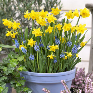 Blooming Fast Drop In Bulb Planter Narcissus and Muscari Kit