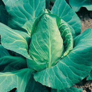 Cabbage Offenham 2 Seeds