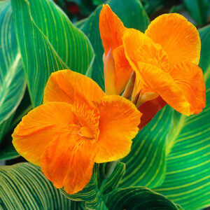 Canna Tropicanna Gold