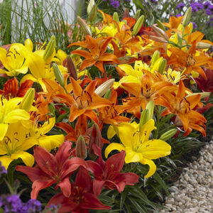 Carpet Lilies Hot Flame Mix