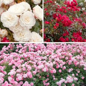 Classic Groundcover Rose Collection