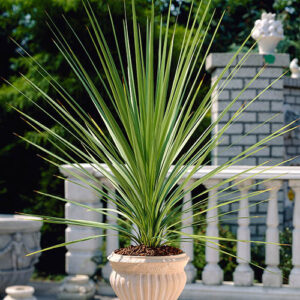 Cordyline australis