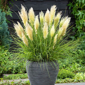 Cortaderia Tiny Pampa