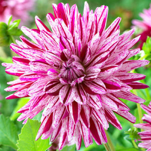 Dahlia Blackberry Ripple