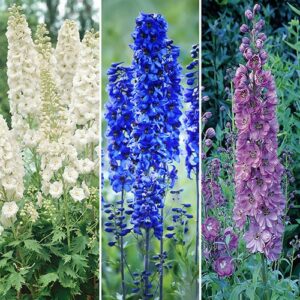 Delphinium Collection