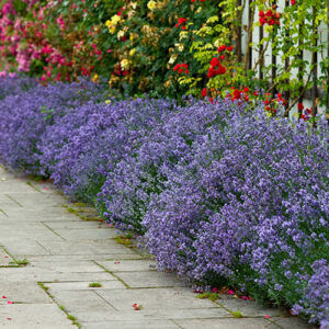 English Lavender Hidcote