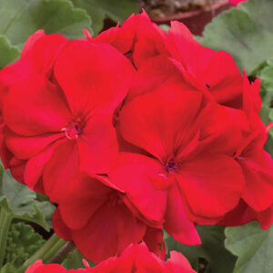 Geranium Ultimate Red