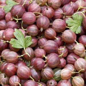 Gooseberry Hinnomaki Red