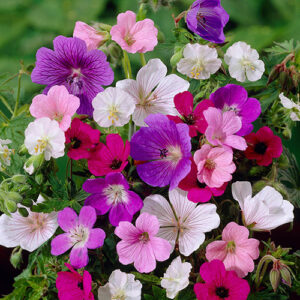 Hardy Geranium Collection