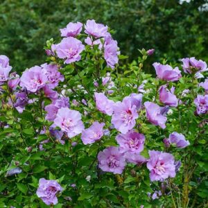 Hibiscus Lavender Chiffon®