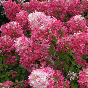 Hydrangea paniculata Diamant Rouge