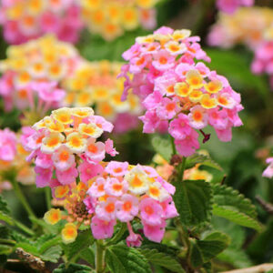 Lantana Evita Rose