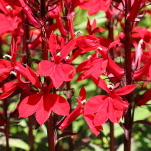 Lobelia speciosa Queen Victoria