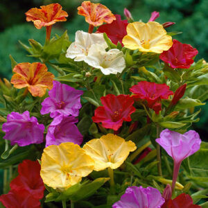 Marvel of Peru - Mirabilis jalapa