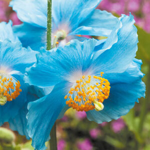 Meconopsis Himalayan Blue Poppy