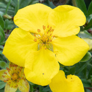 Potentilla fruticosa Double Punch Cream