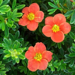 Potentilla fruticosa Double Punch RedIssima