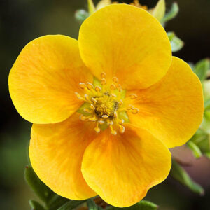 Potentilla fruticosa Double Punch Tango