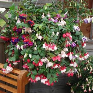 Pre-planted Basket Jumbo Fuchsia Mixed