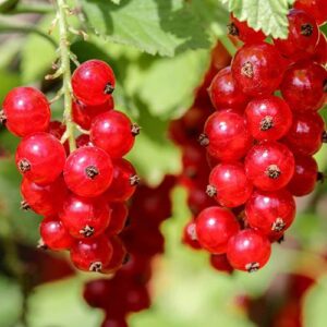 Redcurrant Jonkheer van Tets