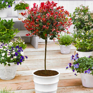 Standard Photinia Red Robin Tree