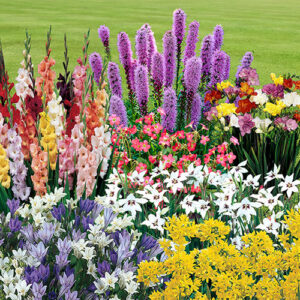 The Complete Summer Flowering Bulb Collection