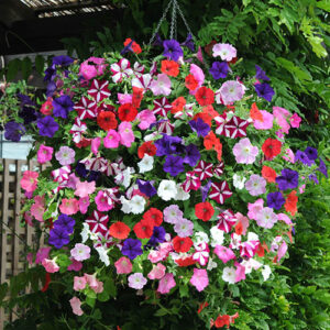 Union Jack Pre-Planted Basket