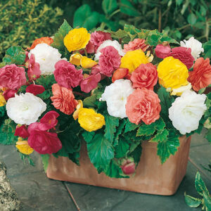 Upright Begonia Non-Stop Mix